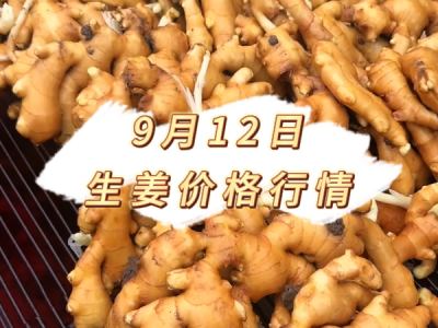 9月12日 生姜价格行情 ()