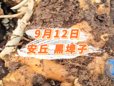9月12日 安丘黑埠子价格行情 ()