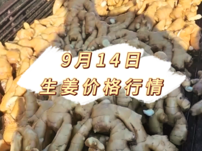 9月14日 生姜价格行情 ()