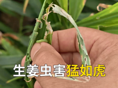 生姜虫害猛如虎 ()