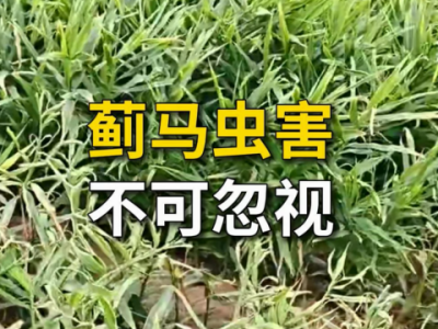 蓟马虫害不可忽视 ()