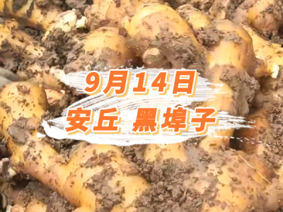 9月14日 安丘黑埠子价格行情 ()