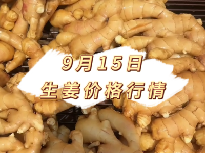 9月15日 生姜价格行情 ()