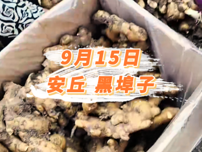 9月15日 安丘黑埠子价格行情 ()