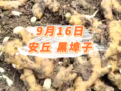 9月16日 安丘黑埠子价格行情 ()