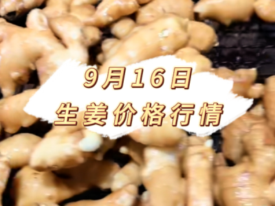 9月16日 生姜价格行情 ()