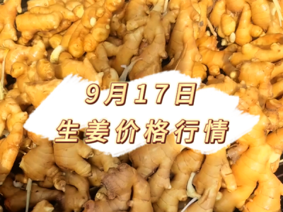 9月17日 生姜价格行情 ()