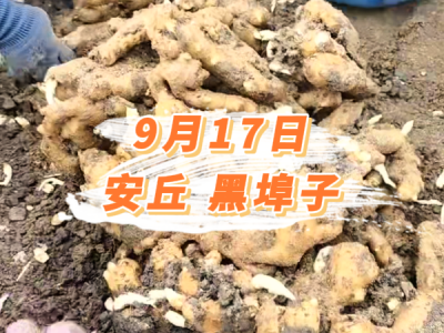 9月17日 安丘黑埠子价格行情 ()