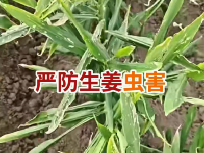 严防生姜虫害 ()