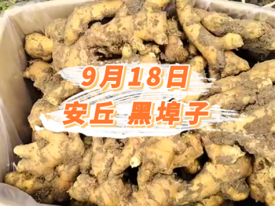 9月18日 安丘黑埠子价格行情 ()