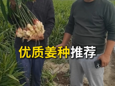 优质姜种推荐 ()