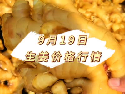 9月19日 生姜价格行情 ()