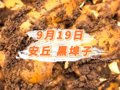 9月19日 安丘黑埠子价格行情 ()