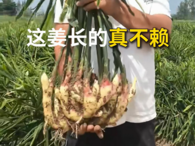 这姜长的真不赖 ()