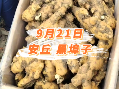 9月21日 安丘黑埠子价格行情 ()