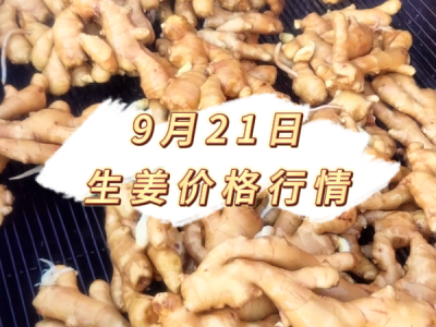9月21日 生姜价格行情 ()