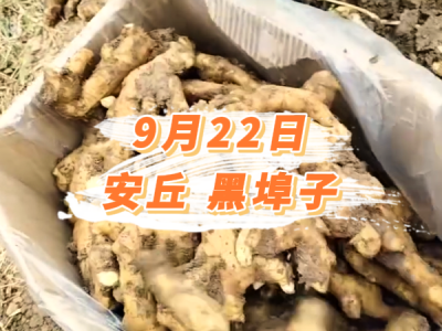 9月22日 安丘黑埠子价格行情 ()