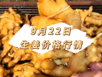 9月22日 生姜价格行情 ()