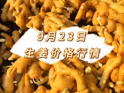 9月23日 生姜价格行情 ()
