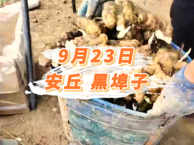 9月23日 安丘黑埠子价格行情 ()