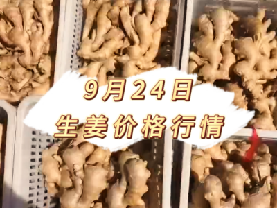 9月24日 生姜价格行情 ()