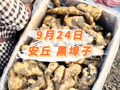 9月24日 安丘黑埠子价格行情 ()