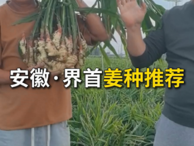 安徽界首姜种推荐 ()