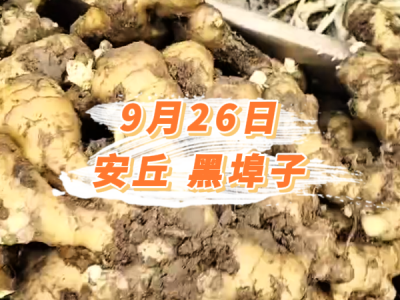 9月26日 安丘黑埠子价格行情 ()