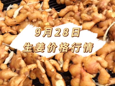9月28日 生姜价格行情 ()