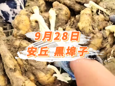9月28日 安丘黑埠子价格行情 ()