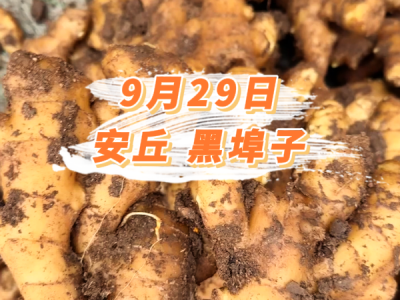 9月29日 安丘黑埠子价格行情 ()