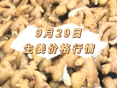9月29日 生姜价格行情 ()
