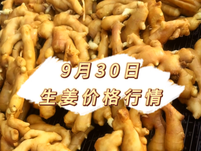 9月30日 生姜价格行情 ()
