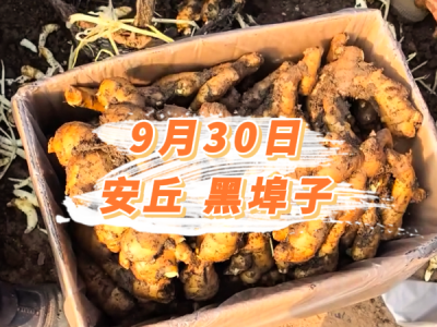 9月30日 安丘黑埠子价格行情 ()