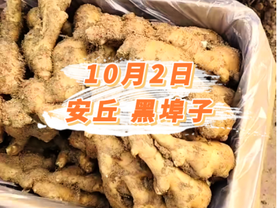 10月2日 安丘黑埠子价格行情 ()