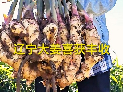 辽宁大姜喜获丰收 ()