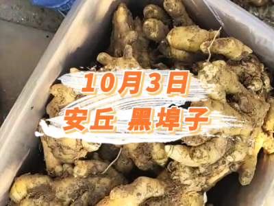 10月3日 安丘黑埠子价格行情 ()