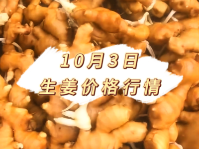 10月3日 生姜价格行情 ()