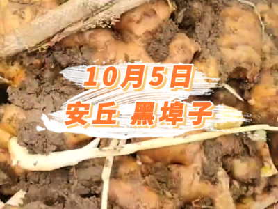 10月5日 安丘黑埠子价格行情 ()