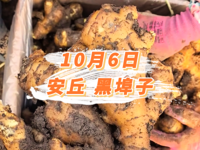 10月6日 安丘黑埠子价格行情 ()