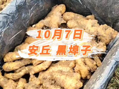 10月7日 安丘黑埠子价格行情