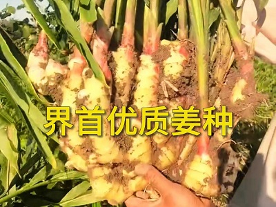 界首优质姜种