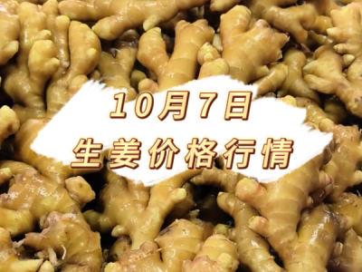 10月7日 生姜价格行情