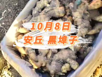 10月8日 安丘黑埠子价格行情