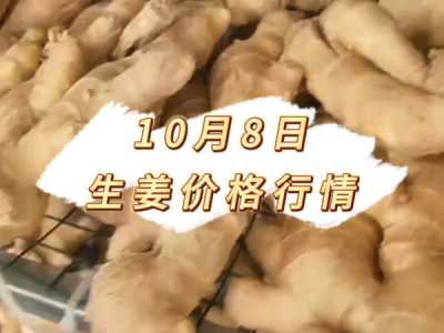 10月8日 生姜价格行情